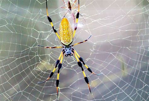 Is A Banana Spider Poisonous