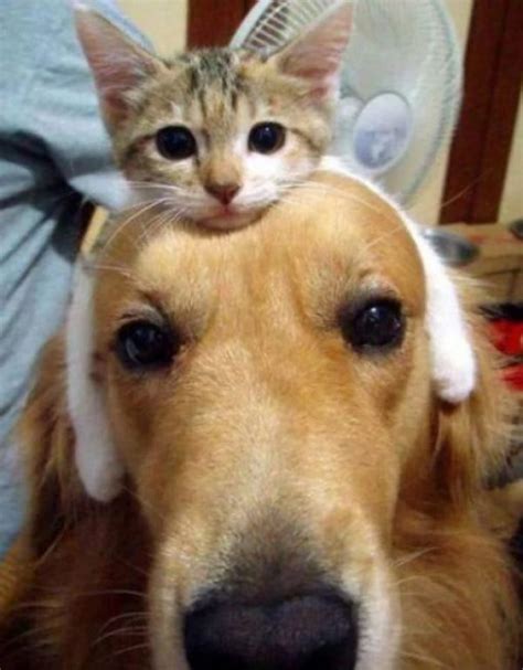 Ten Dominant Cats On Dogs That Will Make You Smile