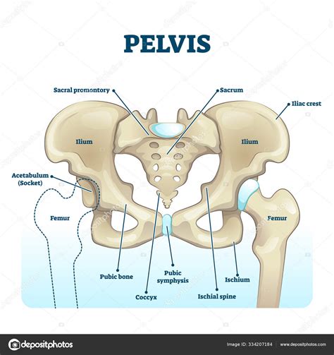 Pelvis Anatomical Skeleton Structure Labeled Vector Illustration