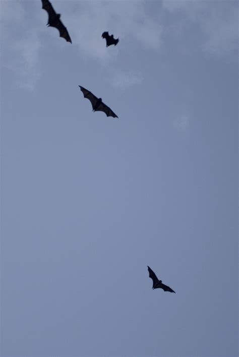 Bats In Flight 2757 Stockarch Free Stock Photos