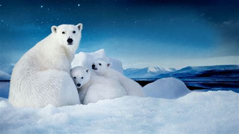 White Polar Bear With Two Cubs Small Desktop Wallpaper Download Free 3840x2160