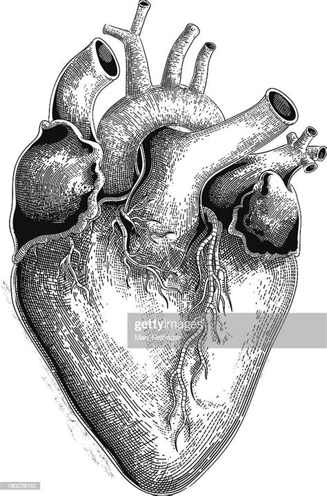Human Heart Stockillustraties Getty Images
