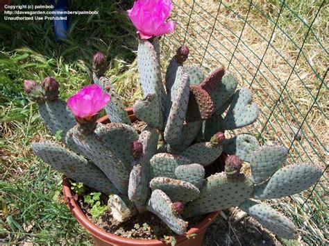 They are not cold or frost hardy, but can be moved outside to a warm, sunny patio in summer. PlantFiles Pictures: Opuntia Species, Prickly Pear Cactus ...