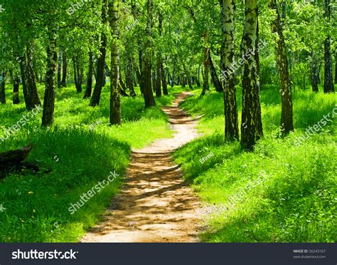 Footpath In Summer Green Forest Stock Photo 56243167 Shutterstock
