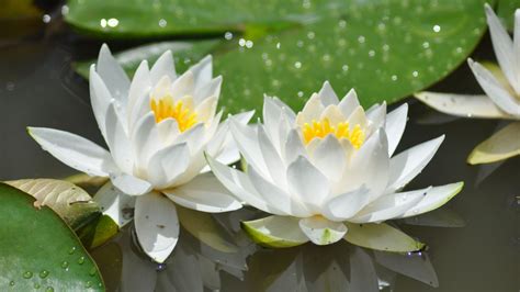 Desktop Wallpaper White Flowers Bloom Lotus 4k Hd Image Picture