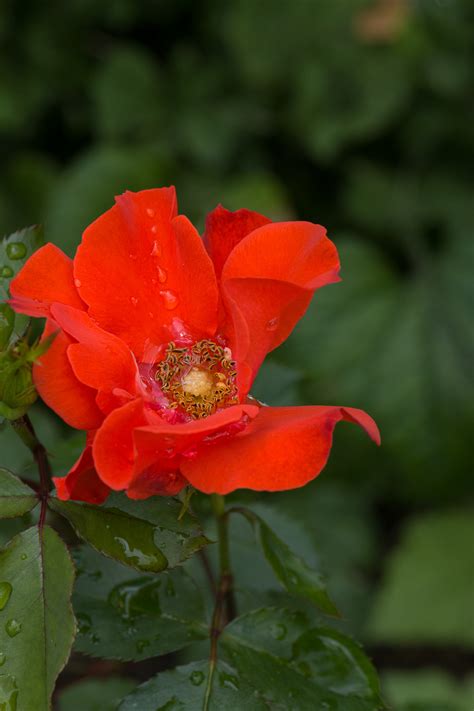 Fotos Gratis Agua Naturaleza Abierto Pétalo Florecer Verano