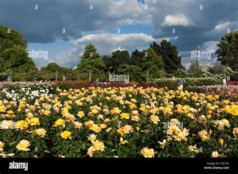 Queen Marys Rose Garden In Regents Park London Uk Stock Photo Alamy