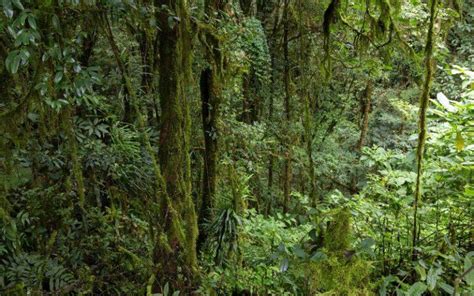 Factores Bióticos Y Abióticos De La Selva Qué Y Cuáles Son