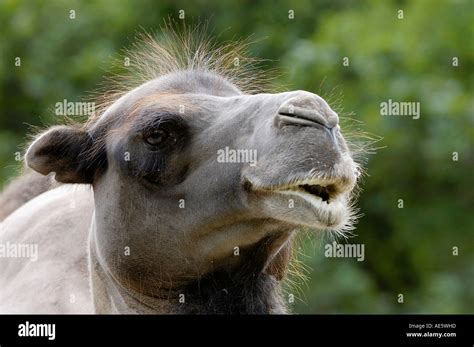 Two Humped Camel Hi Res Stock Photography And Images Alamy