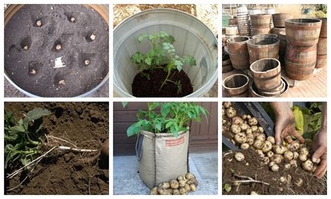 Cómo Cultivar 45 Kg De Patatas Papas En Barriles Y Sacos