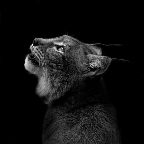 Captive Animal Portraits Black And White Animal Photography