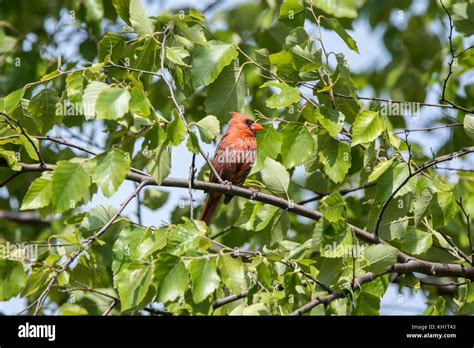 Juvenile Male Red Cardinal Stock Photo Alamy