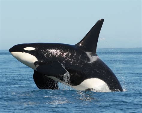 In 2001 The Southern Resident Killer Whales Were Listed As Endangered