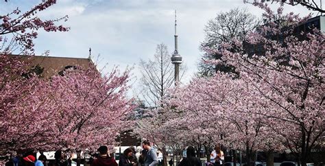 Trinity Bellwoods Park Cherry Blossom Where Can You See Cherry