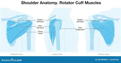 Anatomía De Hombros Músculos De Los Cuff De Rotación Versión Azul