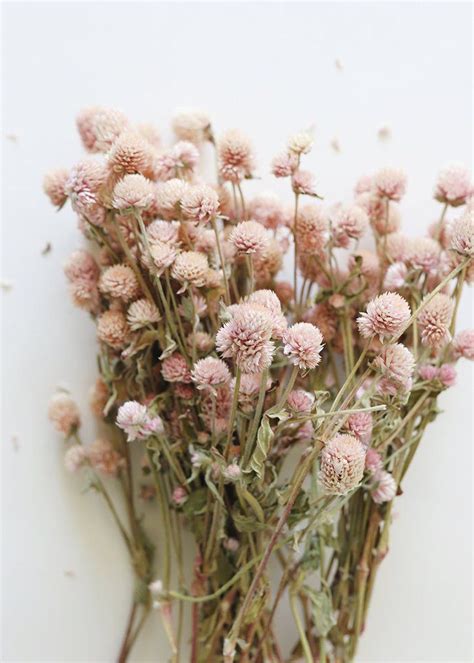 Air Dried Globe Amaranth In Light Pink In 2020 Dried Flower