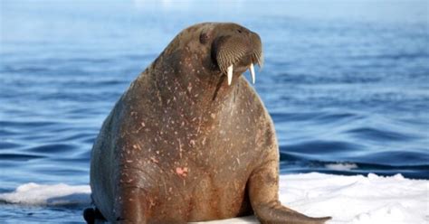 What Do Walruses Eat 14 Foods In Their Diet Imp World