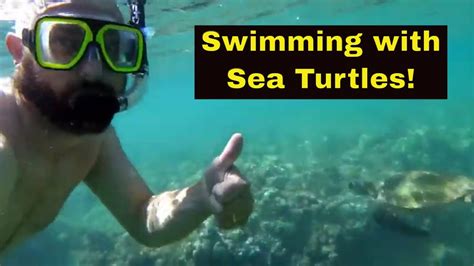 Maui Swimming With Sea Turtles See End For Amazing Sea Turtle Beach