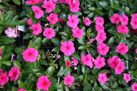 Many Pink Flowers Are Growing In The Ground