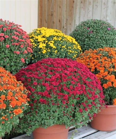 Fall Hardy Mums Planting Mums Hardy Mums Blooming Plants