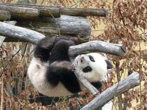 Pandas Climb Panda Climbing Giant Pandas Panda Bears Aoii Paula