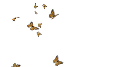 Butterfly Overlay Png 1497 Download