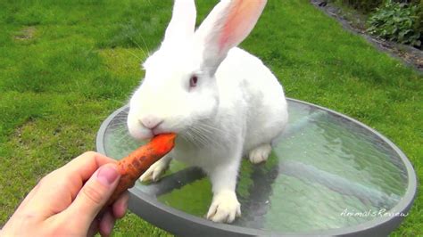 New Zealand White Bunny Rabbit Eating Carrot Youtube