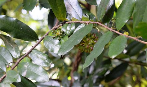 Polyalthia Suberosa Roxb Thwaites By Radhikaibr On 29 June 2020