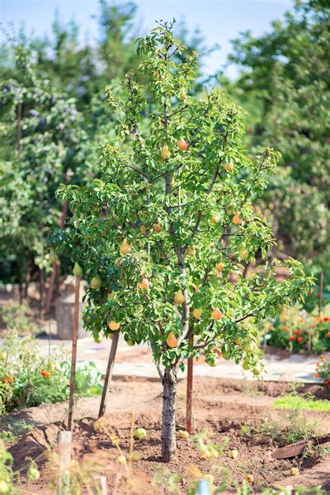 Garden Fruit Tree A Pear Grows On A Personal Plot Stock Photo Image