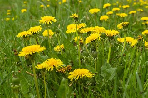 Dandelion Bright Flowers Spring Background Stock Photo Image Of