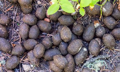 Moose Poop Everything Youve Ever Wanted To Know A Z Animals