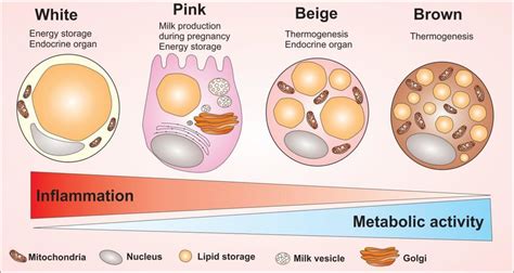 Adipocytes Cells And Their Main Morphological And Cellular Activity