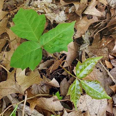 Is This Poison Ivy Im In Central Connecticut Both These Sets Of 3