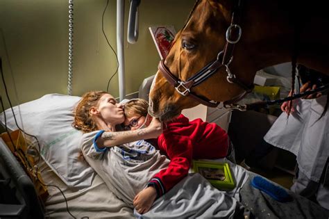 Meet The Therapy Horse Who Helps Terminally Ill Patients Find Peace And
