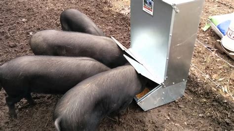 Large Black Pigs Figuring Out An Automatic Feeder Youtube