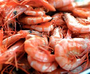 Frozen Prawns In Hyderabad Manufacturers And Suppliers India
