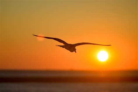 Free Images Nature Ocean Silhouette Bird Wing Light Sun