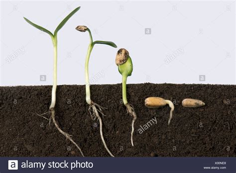 Let's start with the soil. Sunflower Seeds Soil Stock Photos & Sunflower Seeds Soil ...