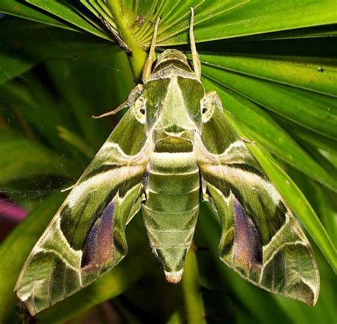 Interesting Facts About Moths