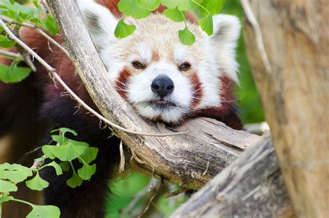 Giant Red Panda Animals Wild Wild Animals Photography Animal