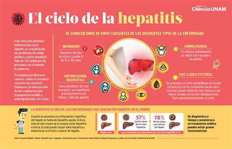 El Ciclo De La Hepatitis UNAM Global