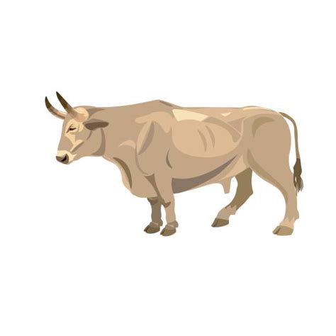 Royalty Free Ox Clip Art Vector Images And Illustrations Istock