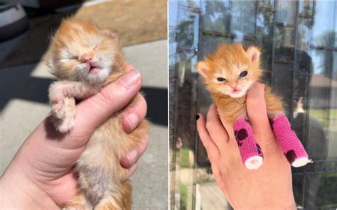 Tears As Tater Tot The Kitten Born With Malformed Limbs Dies Suddenly