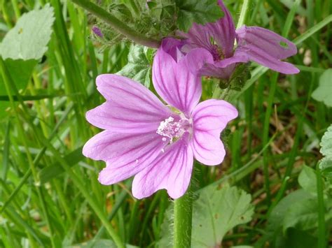 http://www.herbal-supplement-resource.com/common-mallow.html