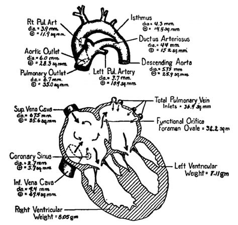 Cardiovascular System Foramen Ovale Embryology