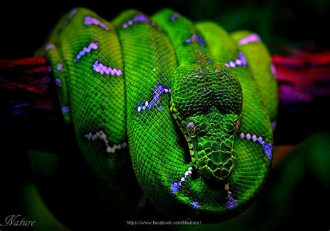 Awesome Animals Blog Stunning Emerald Tree Boa Snake