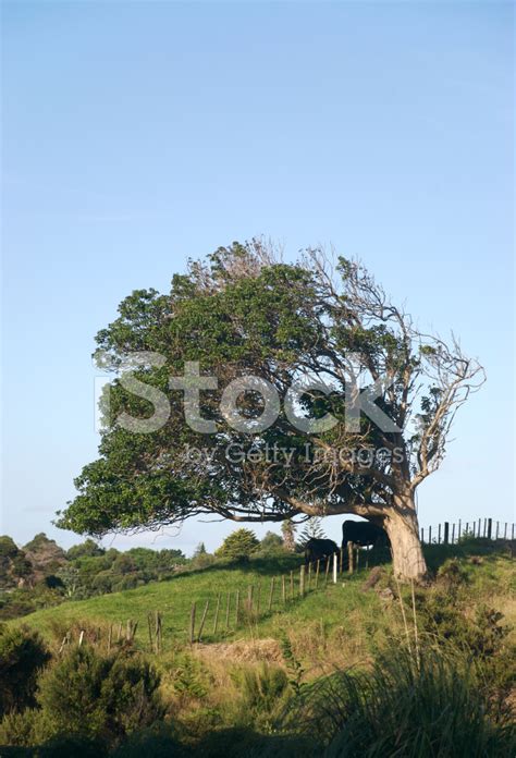 Windswept Tree Stock Photo Royalty Free Freeimages