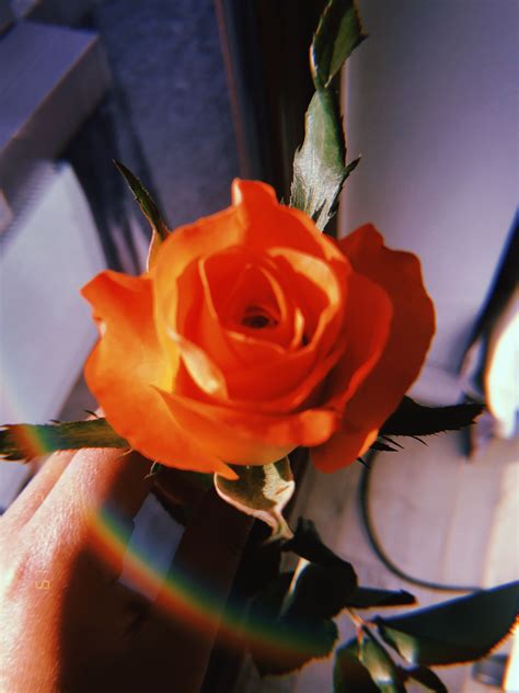 orange rose aesthetic | Orange aesthetic, Orange roses, Orange you glad