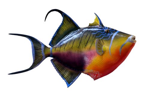 Colorful Fish Png Image Purepng Free Transparent Cc0 Png Image Library