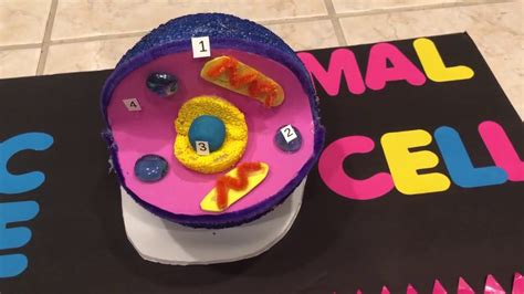 How To Make A Plant Cell Animal Cell Model 5th Grade Project Youtube